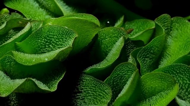 Flowers Of Phyllanthus Fluitans And Limnobium Laevigatum