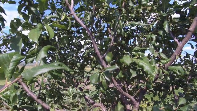 Хороший урожай редиса и зелени.