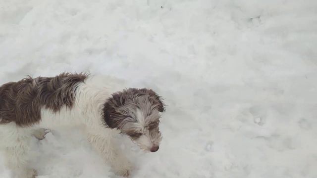 Три собаки хорошо, а четыре  лучше😉😆