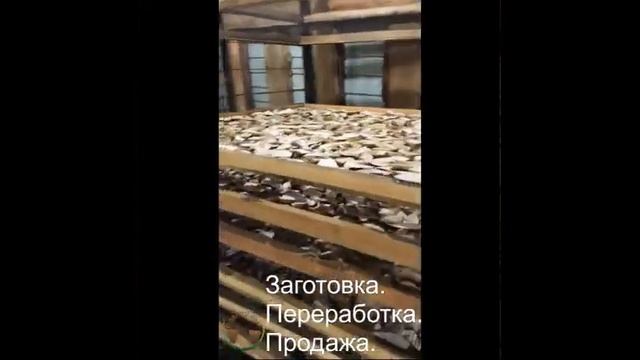 ? Заготовка ??Переработка ?Оптовая торговля ?Лесными грибами, ягодами и орехами. смотреть онлайн