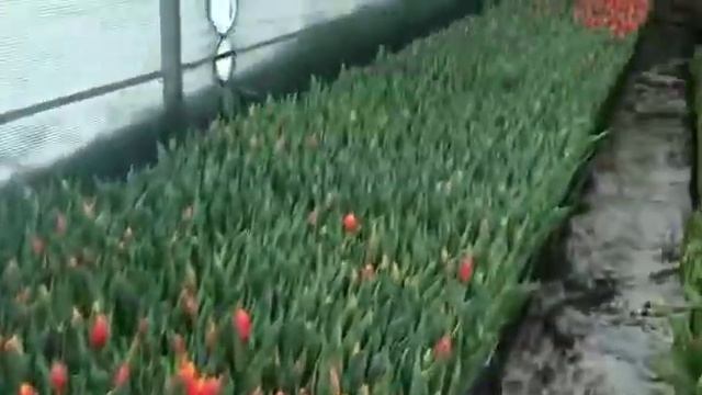 Выгонка тюльпанов наших партнёров из Дорогобужа! Выпуск 3. смотреть онлайн