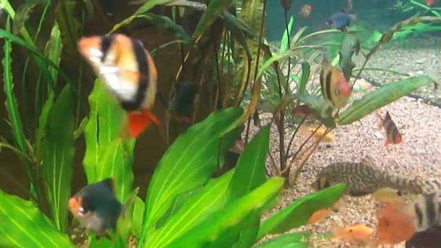 АКВАРИУМНЫЕ РЫБКИ смотреть онлайн