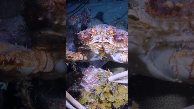 Внимательно посмотрите на сложность и точность этого рифового краба во время перекуса. смотреть онлайн