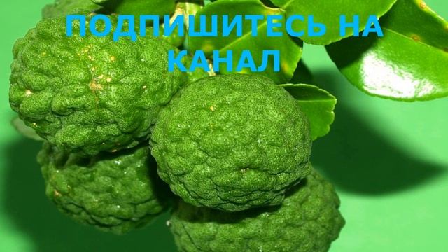 Все О Бергамоте. Что Может Бергамот, Если Употреблять Его Каждый День смотреть онлайн