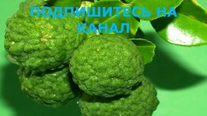 Все О Бергамоте.  Что Может Бергамот, Если Употреблять Его Каждый День