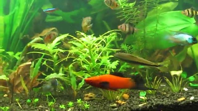 Аквариум 400 литров итог за месяц. SAE жрут траву! смотреть онлайн