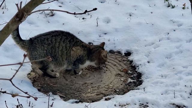 Можно забрать кота с улицы, но забрать улицу из кота невозможно. смотреть онлайн