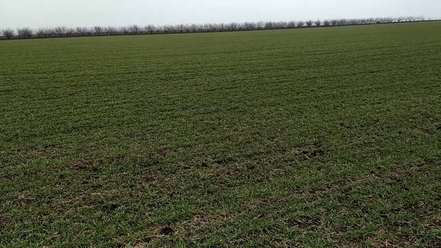 27.02.2021 мышей нет, 19.02.2021 селитра 100 кг -РУМ(лейка) смотреть онлайн