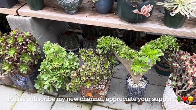 1/20 unbox:Echeveria Mexican pulidonis, dubleya crested, Turbinicarpus pseudopectinatus rubrifloru смотреть онлайн