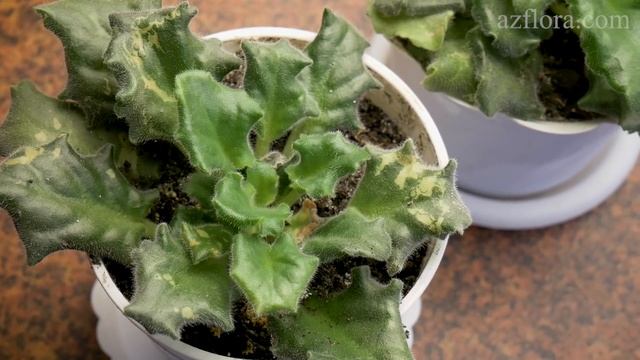 7 ПРИЧИН ПОЧЕМУ ФИАЛКА НЕ ЦВЕТЕТ смотреть онлайн