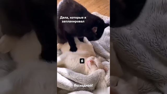 Вставать в выходной не охота смотреть онлайн