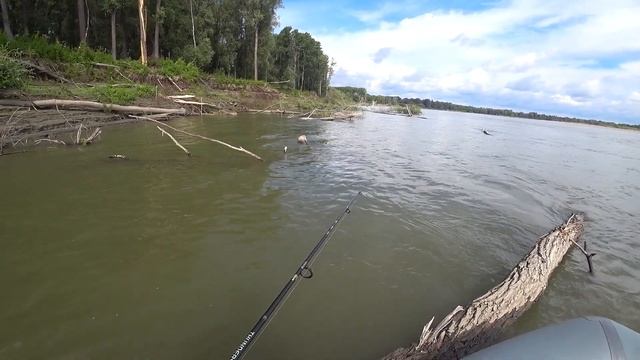 Живая лягушка на хищника при подъеме воды.Рыбалка на Оби. смотреть онлайн