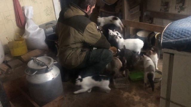 Как правильно кормят котов и собак на "Кордоне Лесника" смотреть онлайн