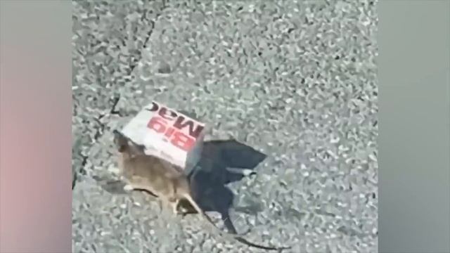 ПРИКОЛЫ С ЖИВОТНЫМИ ДО СЛЕЗ / Смешные КОТЫ 2021 / Приколы с КОТАМИ / Funny ANIMALS video #23 смотреть онлайн