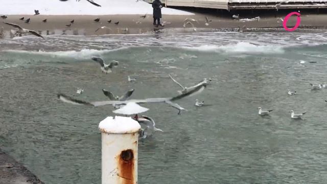 Снег в Аркадии