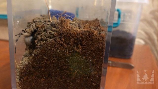 Тарантул роет нору (Tarantula Digs A Hole)