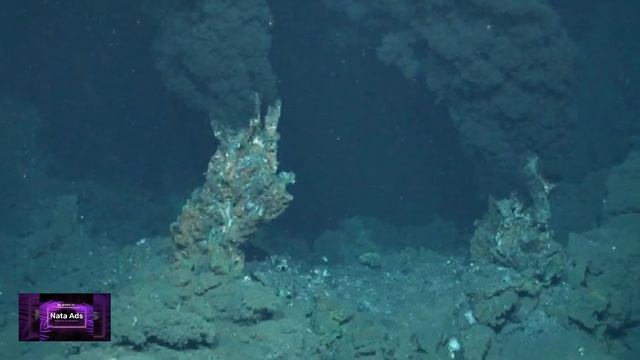 Anglerfish Angler Fish Дальневосточный морской чёрт дальневосточный удильщик лат. Lophius Litulon