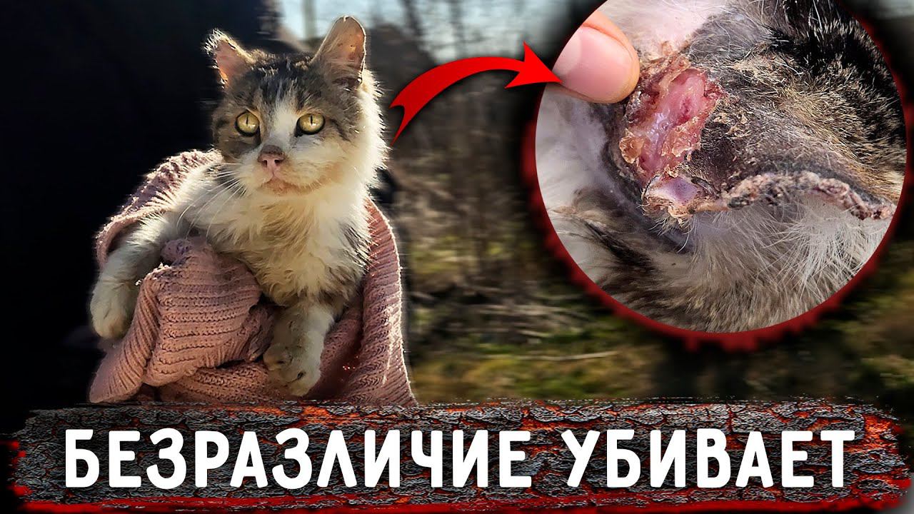 Как можно было довести своего питомца до такого состояния? У нас новенький Кузя с разодранными ушами смотреть онлайн