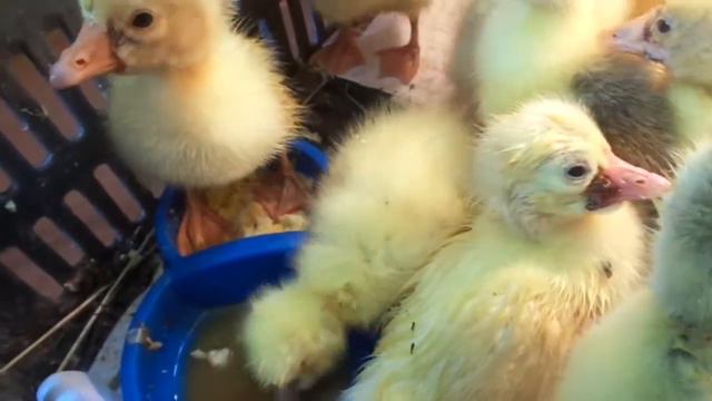 Гусики смотреть онлайн