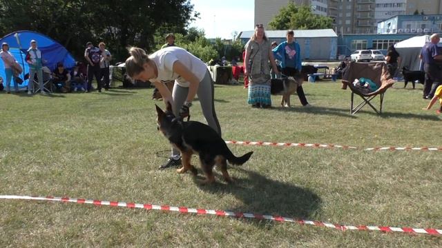 беби стандарт