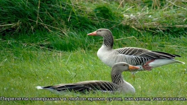 Как и где живут мастера дальних перелетов дикие гуси смотреть онлайн