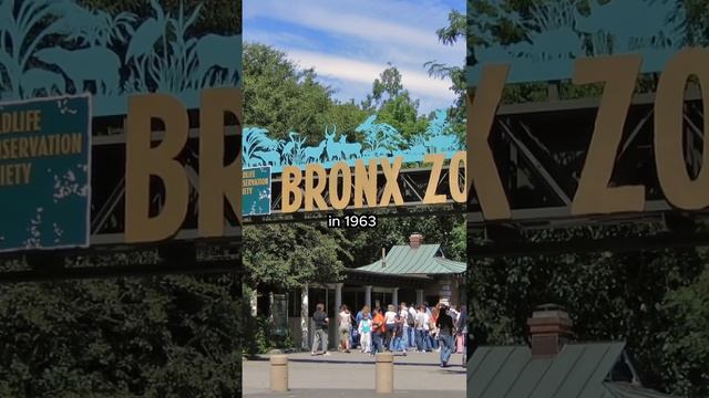 Most dangerous animal in the world смотреть онлайн