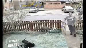 Собаки атакуют #7   Жесткие кадры нападения собак на людей и домашних животных  Декабрь 2020