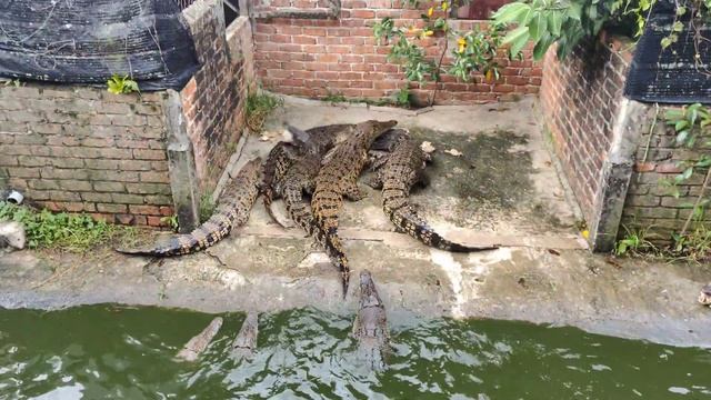 Прилетели в МАЛАЙЗИЮ.Исследуем остров Борнео.Крокодилы и ОБЕЗЬЯНЫ НОСАЧИ смотреть онлайн