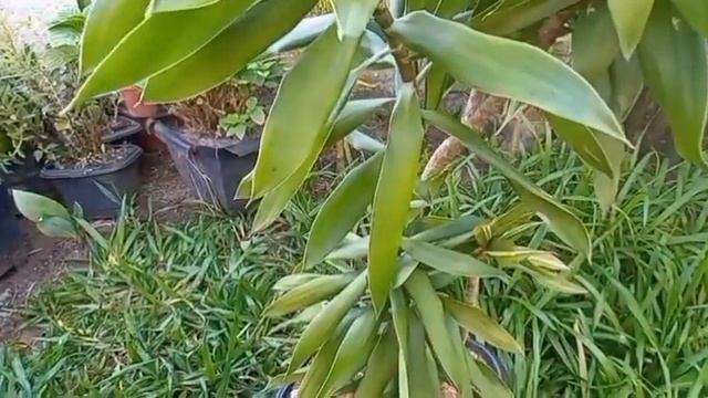 Dicas e cultivo das minhas Dracenas que eu cultivo aqui em meu pequeno jardim... смотреть онлайн