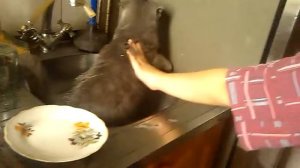 Что делать если кошка-загуляла показываем как