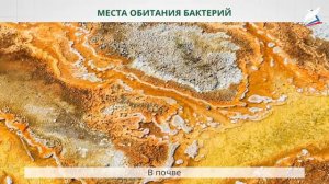 Строение и многообразие бактерий