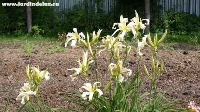 Цветение сортового лилейника LILIAN'S VAPOR TRAIL в саду www.jardindelux.ru смотреть онлайн