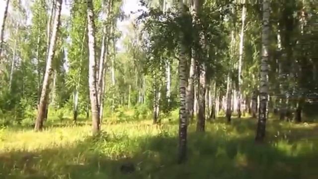 Шумят березы смотреть онлайн