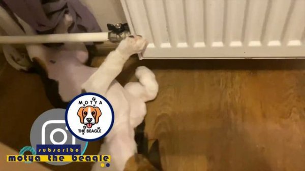Собака Разносит Квартиру / The Dog Destroys The Apartment