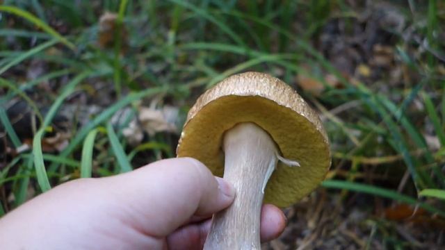 Белые грибы в конце сентября! #mushrooms #Gastronomy смотреть онлайн