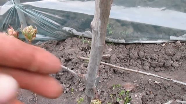 ЧТО ДЕЛАТЬ ЕСЛИ КОРА ТРЕСКАЕТСЯ И ОТМИРАЕТ. смотреть онлайн