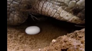 Дикие животные для детей  Крокодил