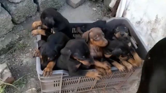 Doberman puppies for sale in india || by Dogsbreedofficial смотреть онлайн