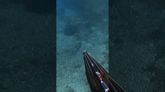 Spearfishing BIG Grouper (100 Feet Deep)