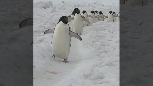 Марш пингвинов в Антарктиде From Ycm Geology(@_ycm_geology_)