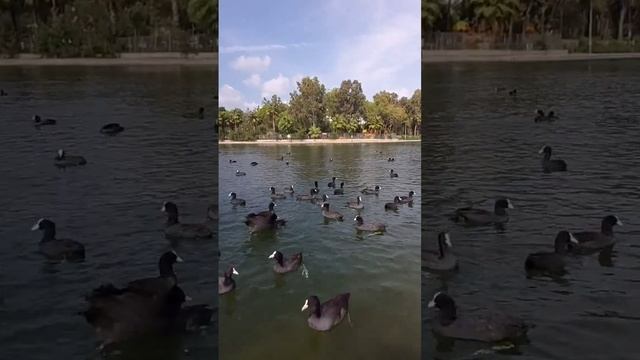 Manavgat Sorgun Titreyen Göl смотреть онлайн