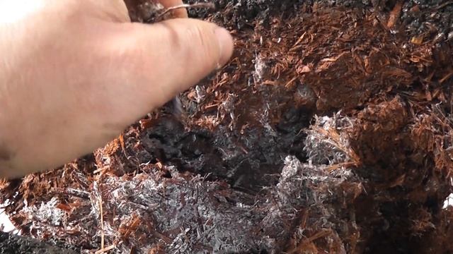 Оценка качества кампоста, мицелия, содержания воды и врастания гифов в покровный слой. Amycel. ч 10 смотреть онлайн