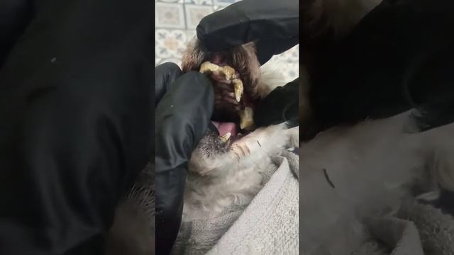 Чистка зубов собакам - запущенное состояние смотреть онлайн