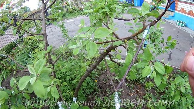 Результат прививки груши на яблоню весной.Прививка плодовых деревьев.Сроки прививки яблони. смотреть онлайн