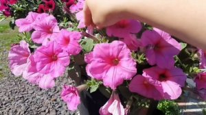 САМЫЕ ЛУЧШИЕ СОРТА ПЕТУНИИ АМПЕЛЬНОЙ. ЭТИ СОРТОСЕРИИ ОБЯЗАТЕЛЬНО БУДУТ В НОВОМ СЕЗОНЕ.