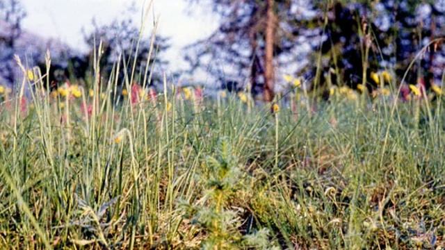 Ностальгия по Норильску смотреть онлайн