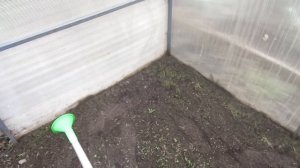 ОБРАБОТКА ТЕПЛИЦЫ МЕДНЫМ КУПОРОСОМ УНИЧТОЖИТ ВСЮ ПРОШЛОГОДНЮЮ ФИТОФТОРУ. Ольга Чернова.