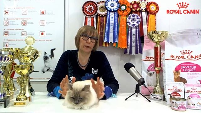 РОСКОШНЫЕ КОШКИ: ПРЕЗЕНТАЦИЯ ПОРОДЫ СВЯЩЕННАЯ БИРМА смотреть онлайн