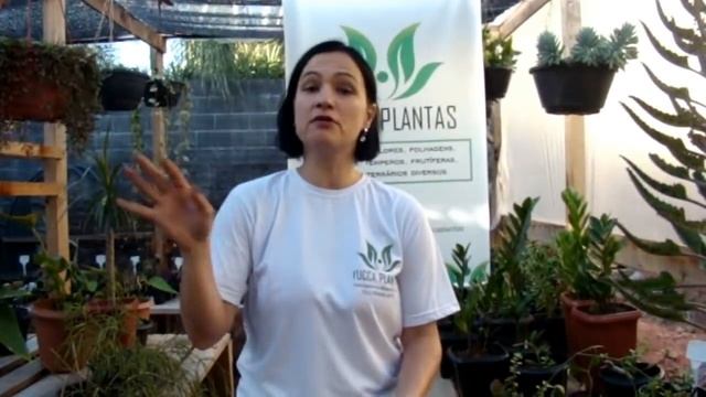 CACTO MACARRÃO- Rhipsalis Baccifera