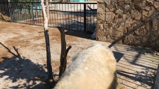 Пополнение в семействе яков! Тайган смотреть онлайн